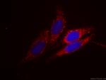 Syntaxin 16 Antibody in Immunocytochemistry (ICC/IF)