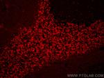NeuN Antibody in Immunohistochemistry (PFA fixed) (IHC (PFA))