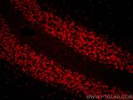NeuN Antibody in Immunohistochemistry (PFA fixed) (IHC (PFA))