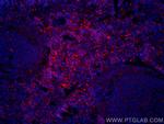 ICAM4 Antibody in Immunohistochemistry (PFA fixed) (IHC (PFA))