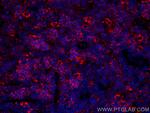 ICAM4 Antibody in Immunohistochemistry (PFA fixed) (IHC (PFA))