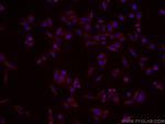 CES1 Antibody in Immunocytochemistry (ICC/IF)