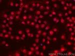 IRF8 Antibody in Immunocytochemistry (ICC/IF)