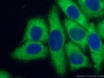 DNAJA1 Antibody in Immunocytochemistry (ICC/IF)