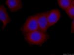 Cytohesin 2 Antibody in Immunocytochemistry (ICC/IF)