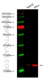 SBDS Antibody in Western Blot (WB)