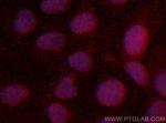 ARL2BP Antibody in Immunocytochemistry (ICC/IF)