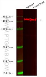 MYBPC3 Antibody in Western Blot (WB)