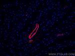 smooth muscle actin Antibody in Immunohistochemistry (PFA fixed) (IHC (PFA))