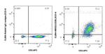 CD28 Antibody in Flow Cytometry (Flow)