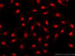 PAX8 Antibody in Immunocytochemistry (ICC/IF)