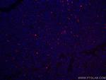 HO-1/HMOX1 Antibody in Immunohistochemistry (Paraffin) (IHC (P))