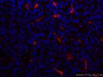 HO-1/HMOX1 Antibody in Immunohistochemistry (Paraffin) (IHC (P))