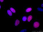 Geminin Antibody in Immunocytochemistry (ICC/IF)