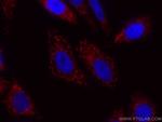 COXIV Antibody in Immunocytochemistry (ICC/IF)
