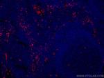 CD31 Antibody in Immunohistochemistry (Paraffin) (IHC (P))
