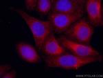 GRP78/BIP Antibody in Immunocytochemistry (ICC/IF)