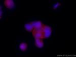 PLEK2 Antibody in Immunocytochemistry (ICC/IF)