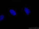 Centrin 1 Antibody in Immunocytochemistry (ICC/IF)