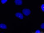 Centrin 1 Antibody in Immunocytochemistry (ICC/IF)