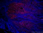 S100 Beta Antibody in Immunohistochemistry (Paraffin) (IHC (P))