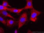 Caspase 3/p17/p19 Antibody in Immunocytochemistry (ICC/IF)