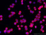 TMEM173/STING Antibody in Immunocytochemistry (ICC/IF)