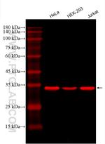 GAPDH Antibody in Western Blot (WB)