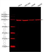 GRP94 Antibody in Western Blot (WB)