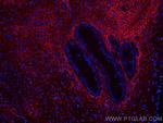 EMILIN1 Antibody in Immunohistochemistry (Paraffin) (IHC (P))