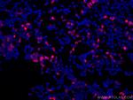 6x His, His-Tag Antibody in Immunocytochemistry (ICC/IF)