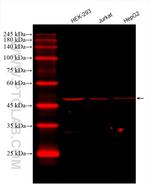 DEK Antibody in Western Blot (WB)