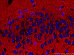 Syntaxin 1A/Syntaxin 1B Antibody in Immunohistochemistry (Paraffin) (IHC (P))