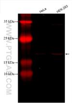 TOMM22 Antibody in Western Blot (WB)