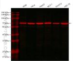 GRP78/BIP Antibody in Western Blot (WB)