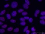 ASF/SF2 Antibody in Immunocytochemistry (ICC/IF)