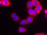 AGR2 Antibody in Immunocytochemistry (ICC/IF)