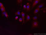 HPGD Antibody in Immunocytochemistry (ICC/IF)