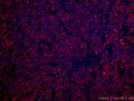 GLUD1 Antibody in Immunohistochemistry (Paraffin) (IHC (P))