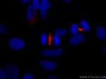 PRC1 Antibody in Immunocytochemistry (ICC/IF)