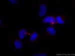 PRC1 Antibody in Immunocytochemistry (ICC/IF)