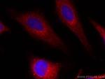 URG4 Antibody in Immunocytochemistry (ICC/IF)