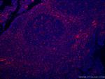 LAIR1 Antibody in Immunohistochemistry (Paraffin) (IHC (P))