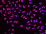 RALYL Antibody in Immunocytochemistry (ICC/IF)