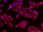 EIF1 Antibody in Immunocytochemistry (ICC/IF)