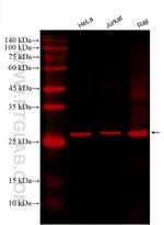 ANP32A Antibody in Western Blot (WB)