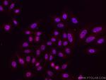 Phospho-mTOR (Ser2448) Antibody in Immunocytochemistry (ICC/IF)