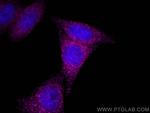 PTPN23 Antibody in Immunocytochemistry (ICC/IF)