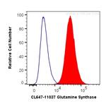 Glutamine Synthetase Antibody in Flow Cytometry (Flow)