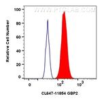GBP2 Antibody in Flow Cytometry (Flow)